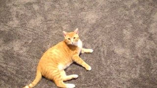 Büyük göt ve memeler dans