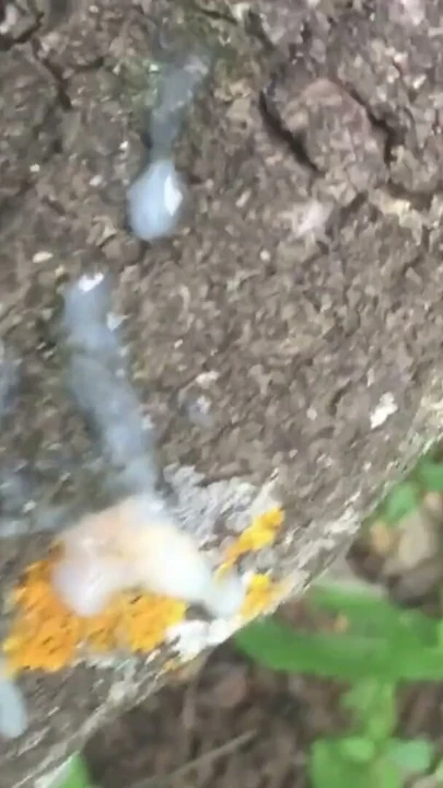 Sokakta dar bir deliğe sert sikme, büyük yaraklardan boşalmak için! | Bölüm 3