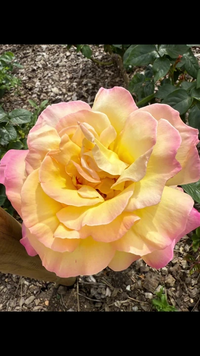 Опыт оксфордского путешествия по Тикток