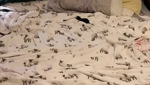 Göt yeme ve yağ yeme eğlencesi ve oyunlar