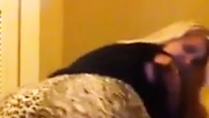 Büyük ganimet sarışın civciv