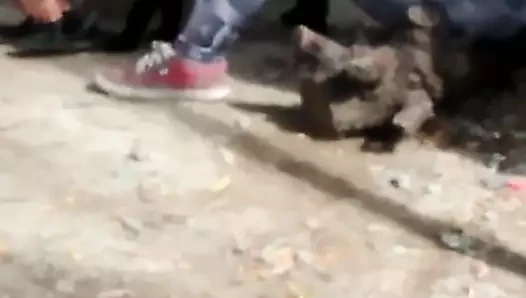 Las burras de la antioyiro