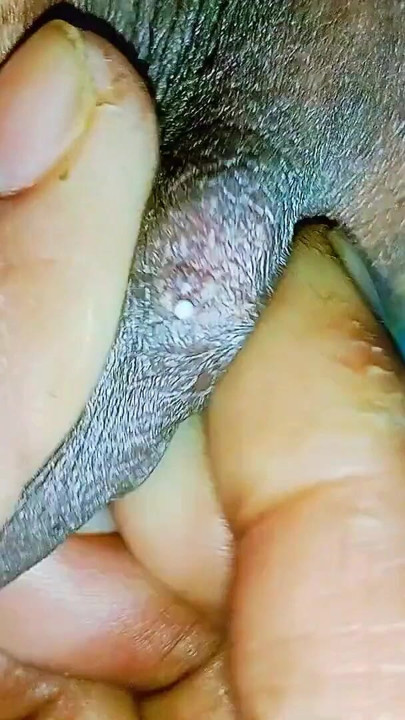 Hintli kız ateşli bangla edepsizce konuşuyor, güzel xxx video | Klip 1