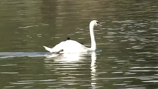 Sarışın fetiş kız iki adam tarafından sikiliyor