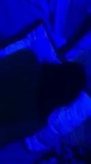 Blacklight kelepçeli köpek