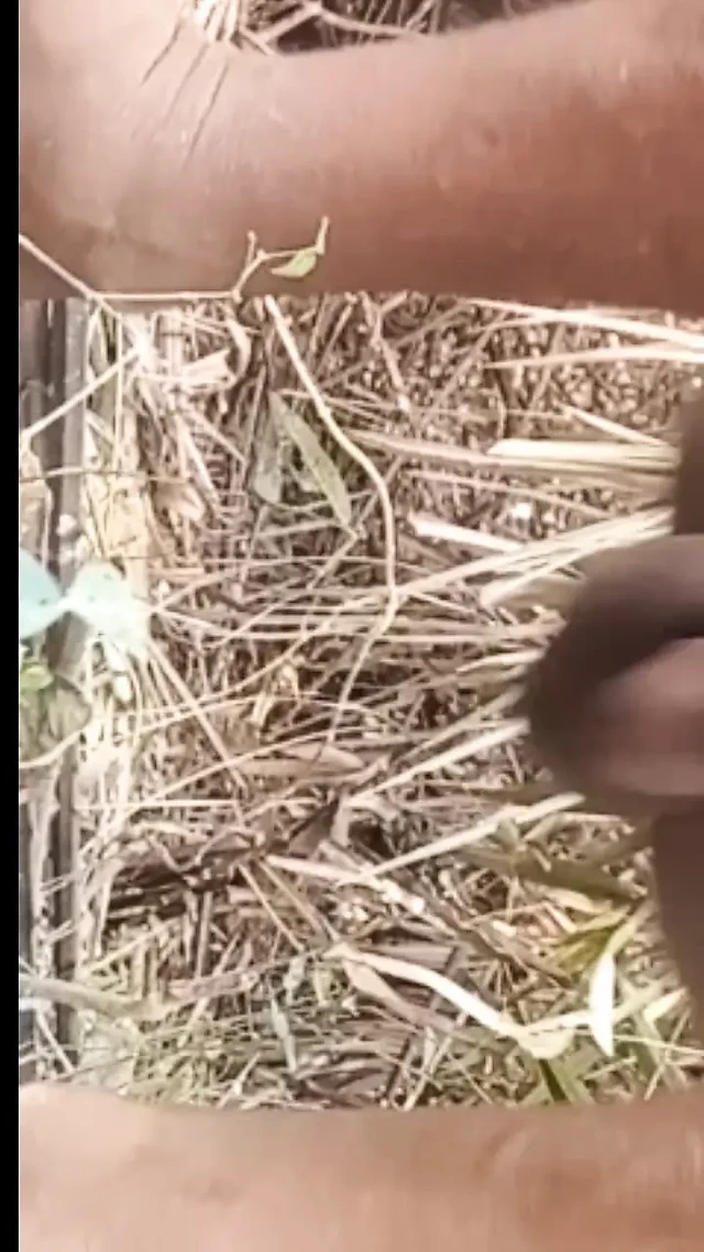 Amcığımın botol seks videoları