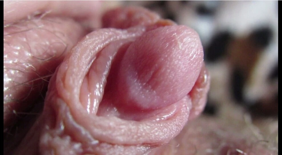 Grote clitoris compilatie close-up
