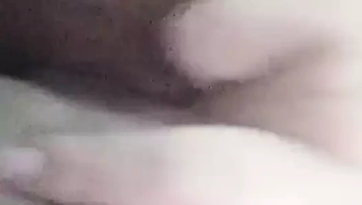 Taylandlı büyük kedi