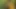 Beim heutigen Casting im Wald darf Steffi 2 Schwaenze lutschen