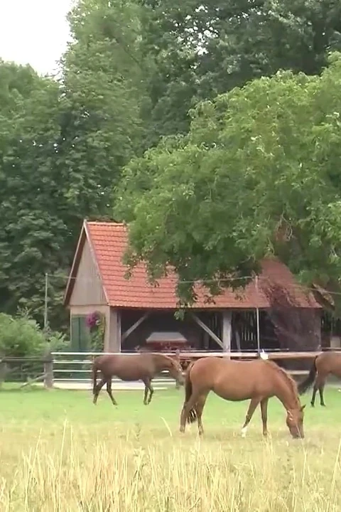 Научись скакать с возбужденными фермерами на их фермах и в сараях