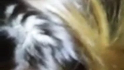 9.5 inçlik boğa