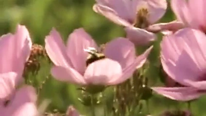 En iyi arasında Jenny mccarthy derleme