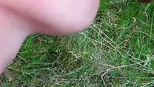 Lupus luxus yaz mevsimi