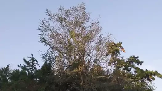 Kız kardeşler günlüğü