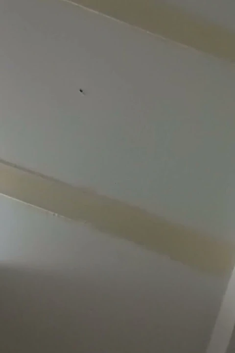 Aldatılan kocam boğam tarafından götüne döllenme bağımlısı oluyor