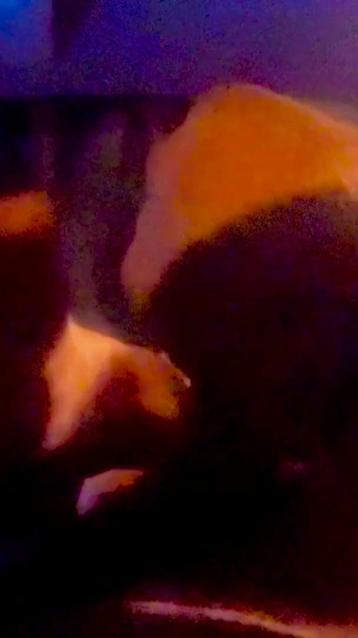 Seksi kızıl saçlı Liz Lane Chester Van Name'e başka bir harika derin gırtlak sakso çekiyor ve sonra onu ayakla muameleyle dölle değiştiriyoruz | Klip 1