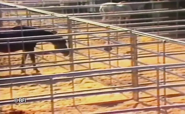 Klasik çiftlik kölesi kızlar.