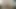 Büyük ganimet gf alır büyük beyaz horoz