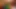Trans kız sikişleri arasında boşalıyor