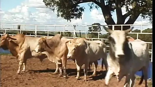 Kovboy adam bindikten sonra ahırda sarışın ateşli kızın götünü sikiyor