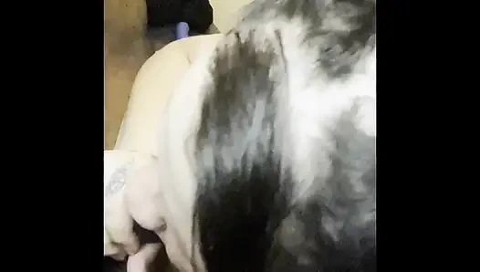 Bu büyük siyah yarağı ıslak amcığıma sokmadan önce yarak emiyor