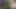 Asker zibmusser bbc tarafından yetiştirildi