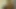 gif melek çiçeği