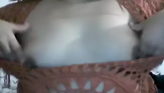 Poj roj Hamong bbw TiTTies mim rog