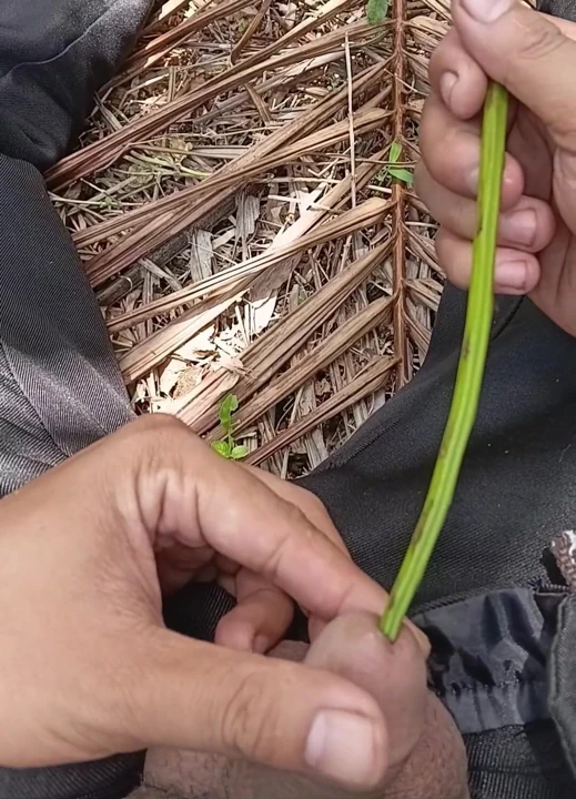 Doğadan doğal