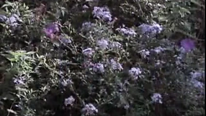 Marilyn Chambers And Young Boy