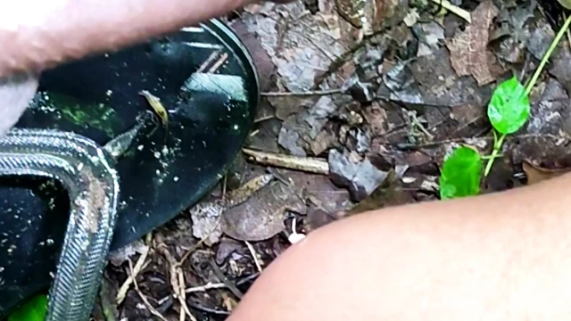 Jungle Mare