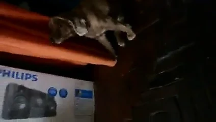 cachorro quer chupar buceta