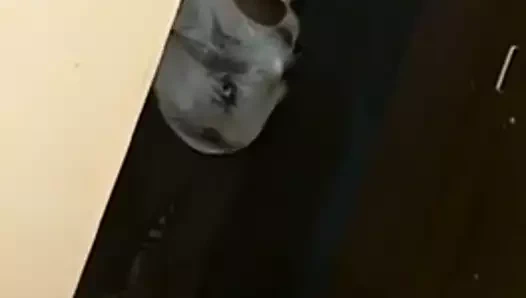 Png bbw kerema lo gust house