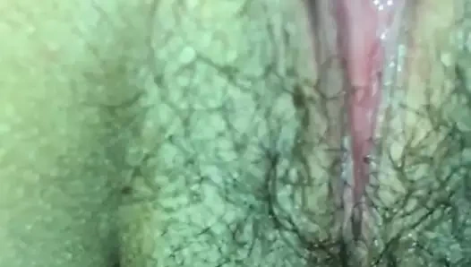 kalın horoz yok eder KEDİ