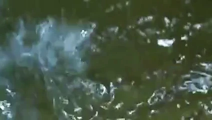 kır faresi evcilleştirmek