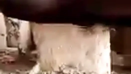 Yaşlı kadın hadzabe kabilesi uzun rabia ile büyük bir amına sahip