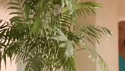 Puma brenda james 2.