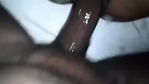 fışkıran abanoz KEDİ