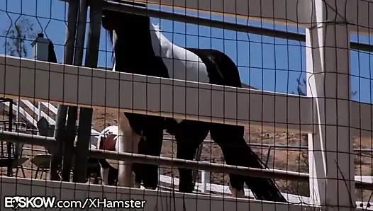 Dillion güney misafirperverliğini harper ediyor