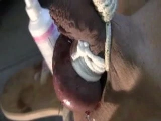 Ustaları tarafından enogar için aşırı iğne seansı