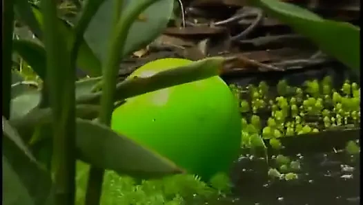 Edepsiz sürtük amcığını yalıyor ve sikiyor