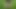 Piss from a mature hairy pussy on flowers and grass. Chubby MILF urinates outdoors in a park. PAWG.