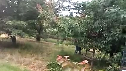 Polonyalı köylü kayısı çekiyor