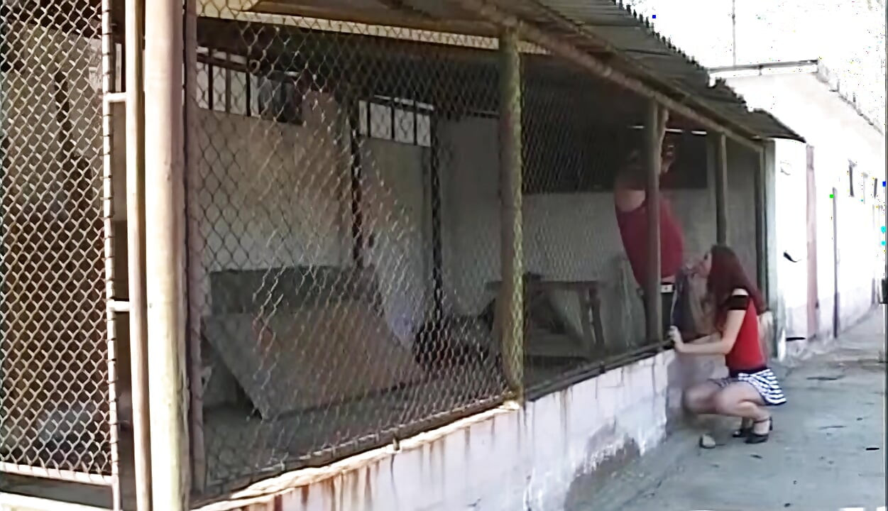 Alman amatörler partileri ve ıslak amcıkları sikiyor