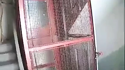 Çıplak yürüyüş