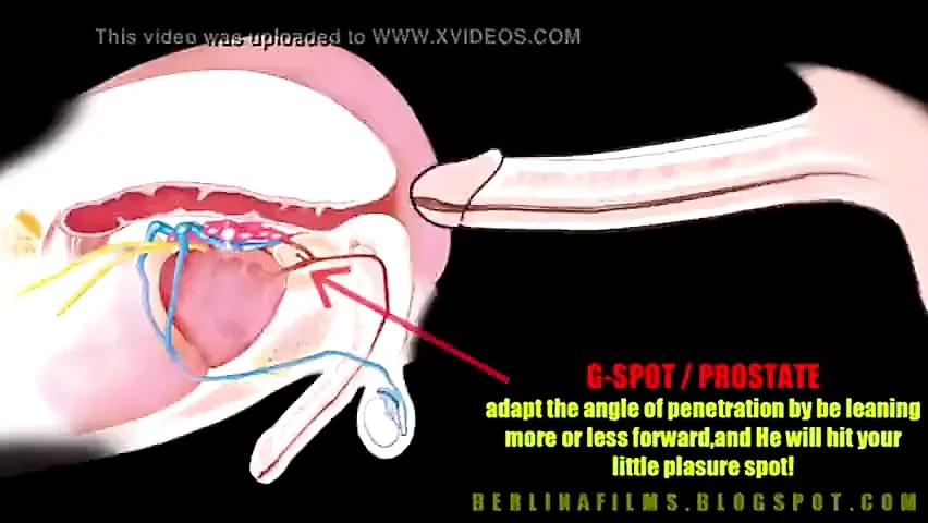 Shemale Anatomy