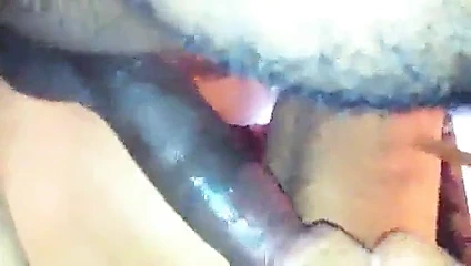 Bayan puma tekrar geri