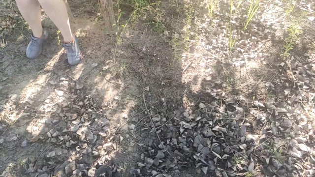 Genç öğrenci ormanda kamu onu kedi masturbates