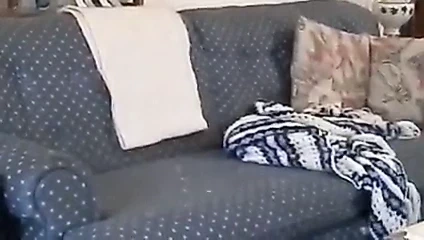 Kedilerimiz, kayalık ve sevgililer günü