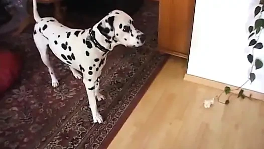 Sevimli kız yarak emmek için mastürbasyon yapıyor